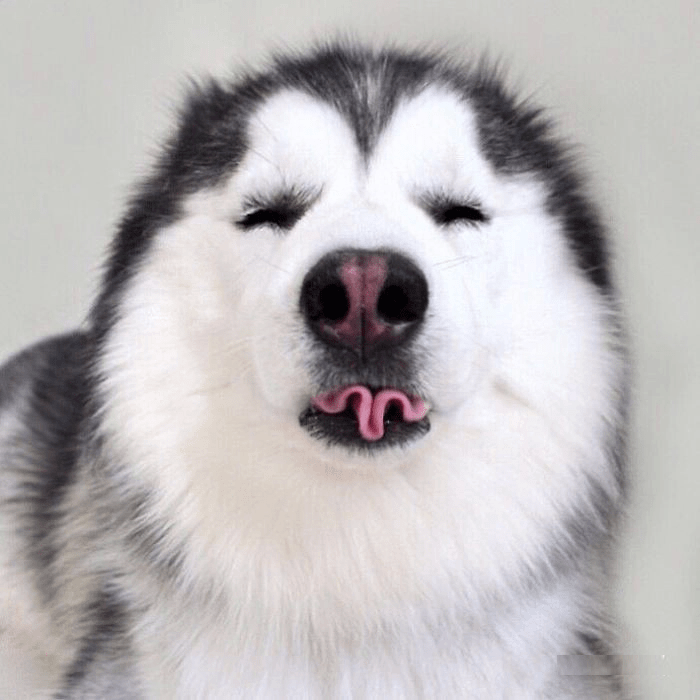 Ảnh chó Husky ngộ nghĩnh